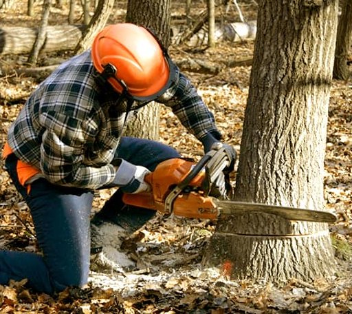 Tree Removal in Guttenberg, IA